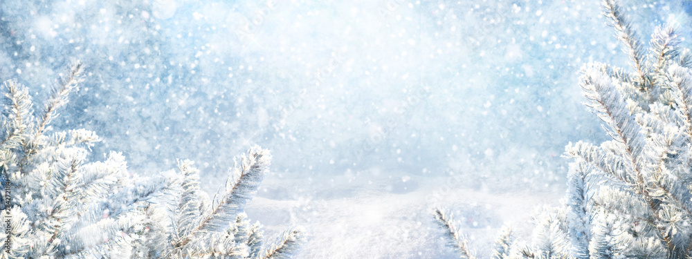 蓝色冬季圣诞自然背景框，宽幅。白雪覆盖的冷杉树枝，雪花飘飘