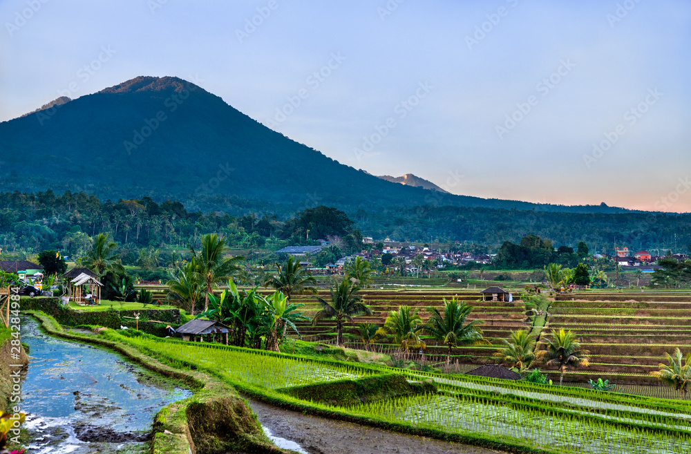 印度尼西亚巴厘岛Jatiluwih水稻梯田