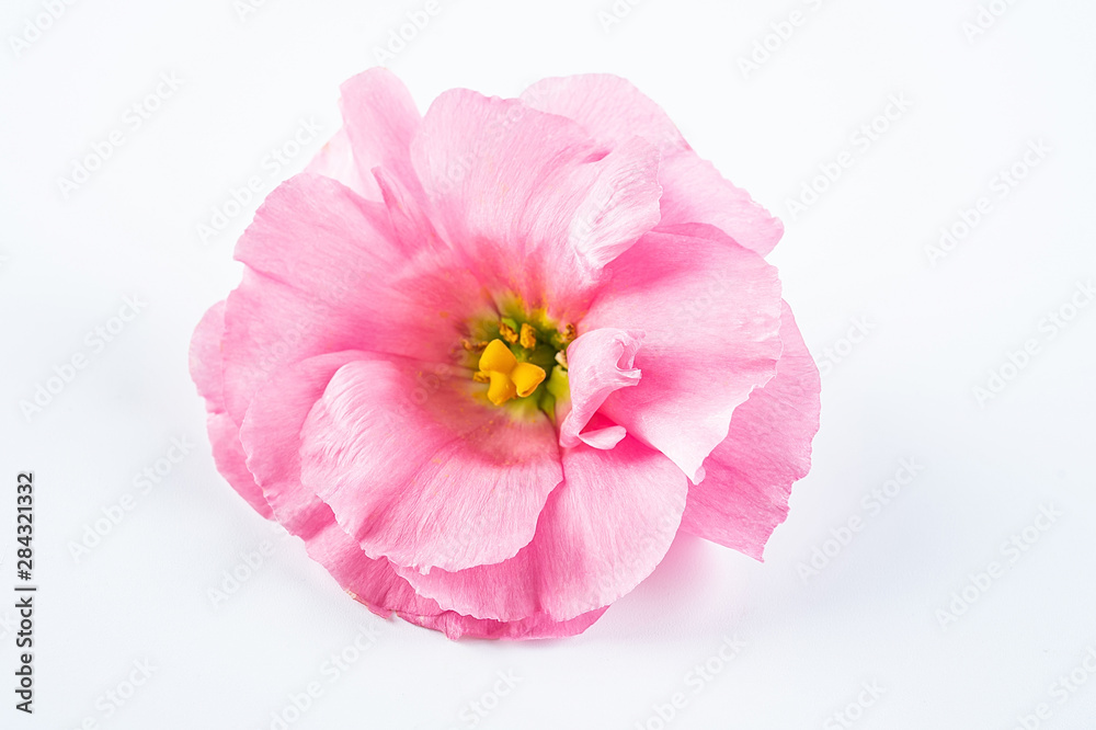 白色背景上的粉红色桔梗花
