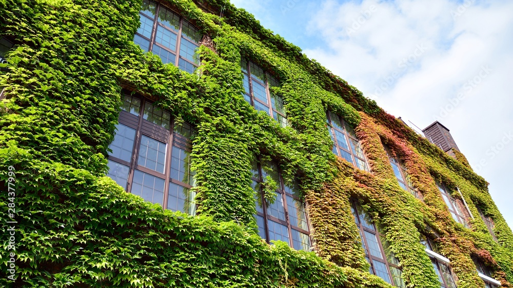 攀援植物建筑，墙上长满常春藤。城市中的生态与绿色生活，城市环境
