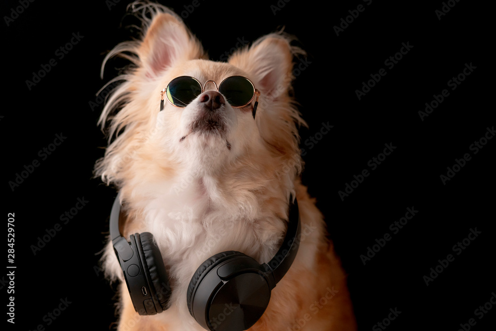 可爱的棕色头发吉娃娃狗戴着眼镜和耳机听音乐工作室photshoot blac