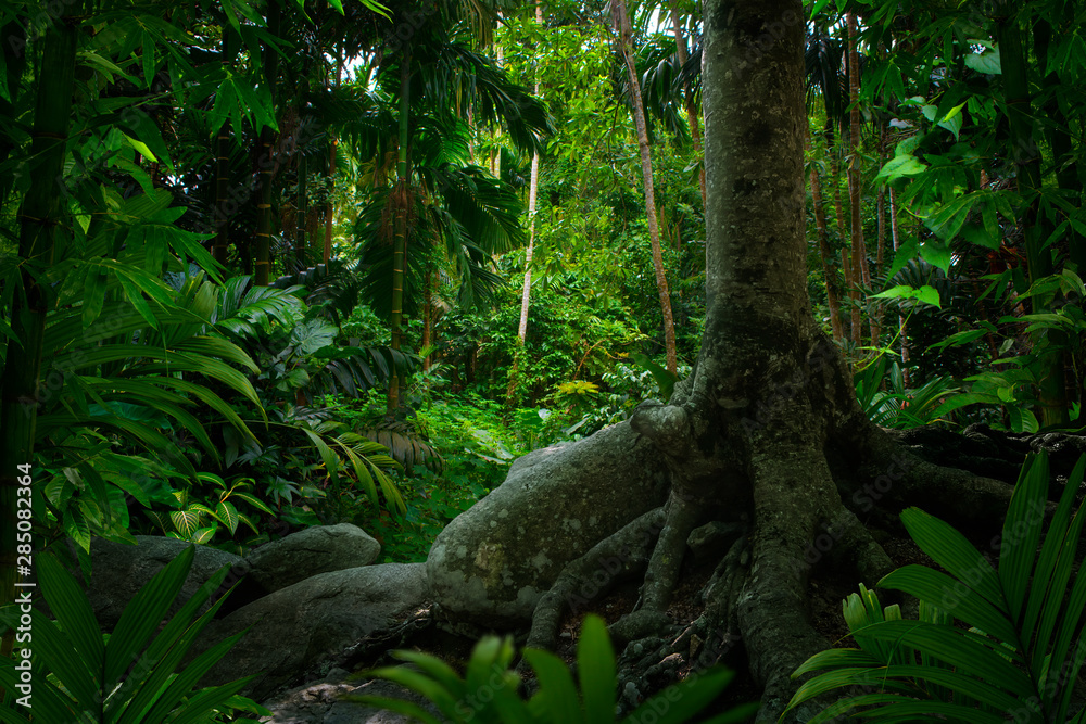 东南亚热带雨林与大树