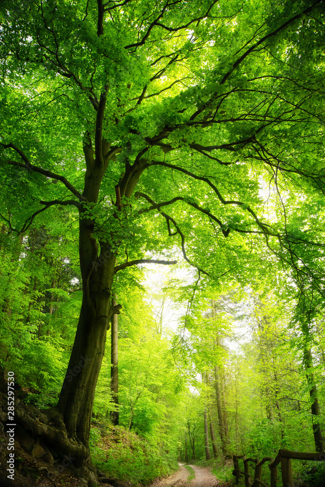 绿色森林中的雄伟之树