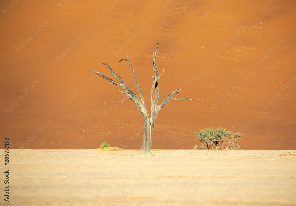 纳米比亚索苏斯夫莱，干旱的迪德夫莱潘，日出时，枯死的金合欢树投下阴影。