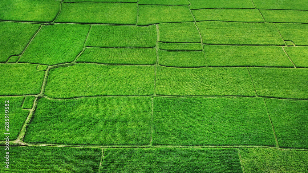 印度尼西亚巴厘岛乌布绿色水稻梯田的无人机视图，绿色田野的几何结构。