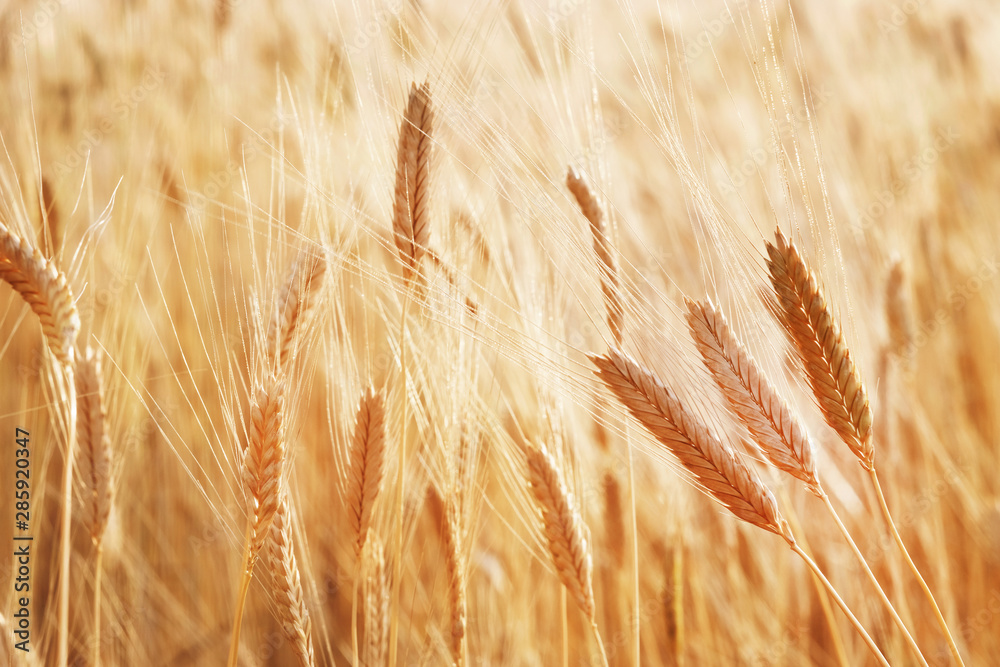 Wheat field. Ears of golden wheat close up. Rural Scenery under Shining Sunlight. Background of ripe