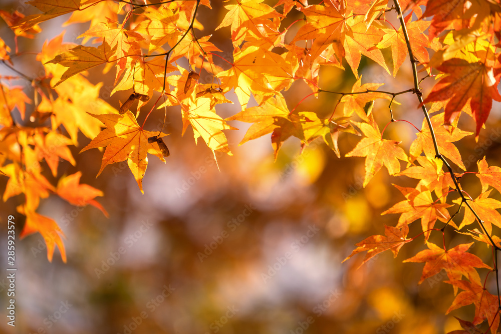 日本九州，秋天阳光明媚的日子里，美丽的枫叶在前景和模糊的背景中。否