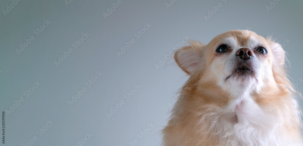 brown friendly chihuahua dog close up white wall background