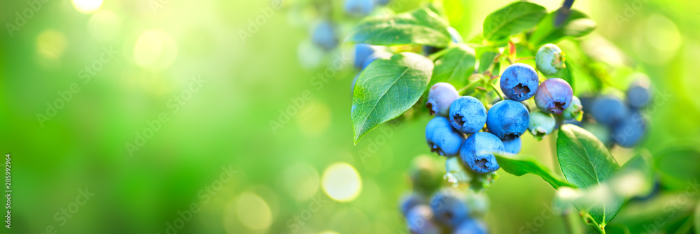 蓝莓植物。生长在花园里的新鲜成熟的有机蓝莓。健康食品。农业。