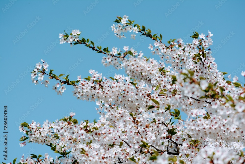 蓝天下的白色樱花。柔和的焦点，模糊的背景。四月的春天。呼呼