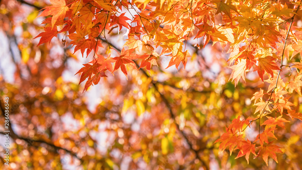 日本九州，秋天阳光明媚的日子里，美丽的枫叶在前景和模糊的背景中。否