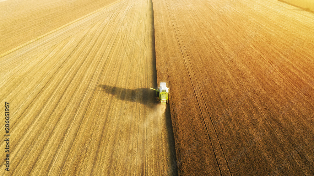 联合收割机收割小麦鸟瞰图。日落时美丽的麦田。联合收割机