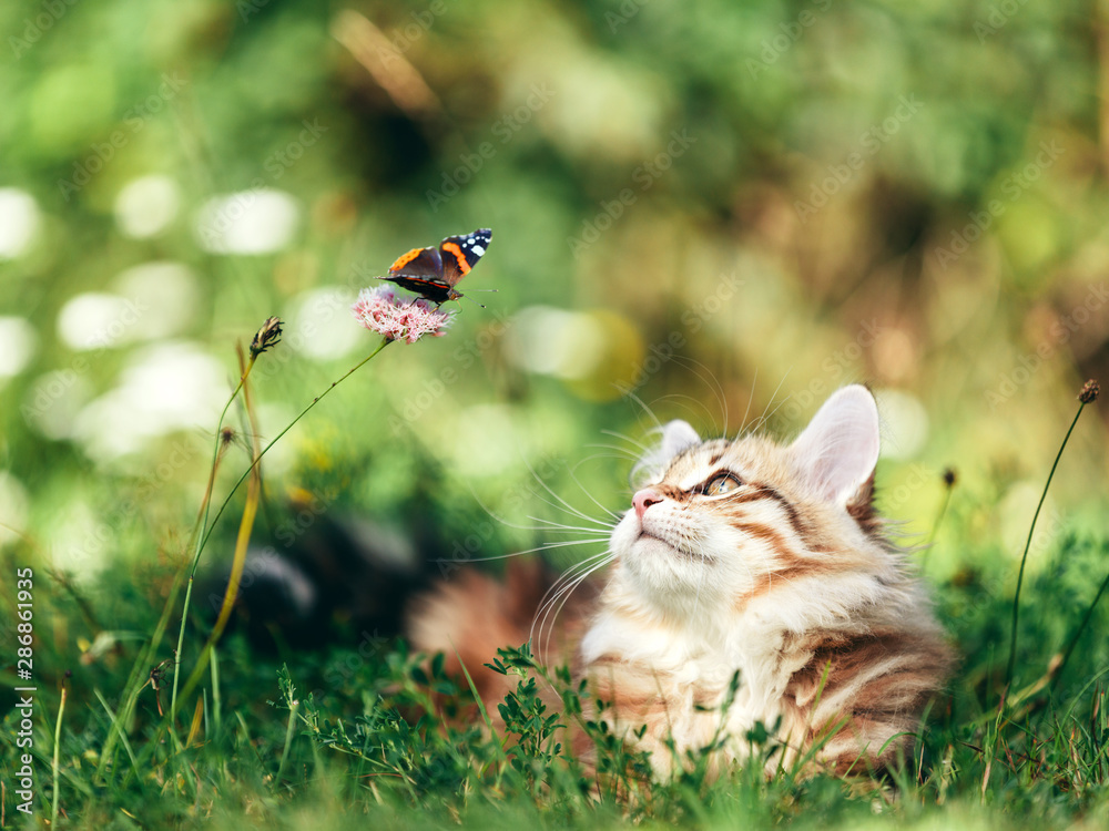 猫在草丛中捕食蝴蝶。西伯利亚小猫