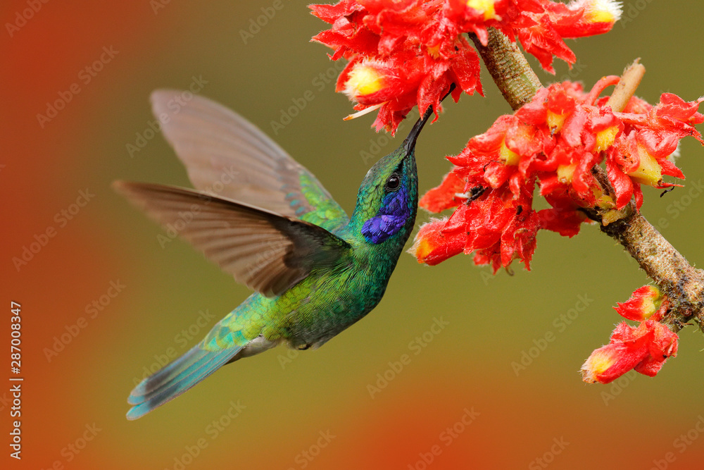 在森林栖息地开着粉红色花朵的蜂鸟。绿色紫罗兰色的耳朵，Colibri thalassinus，在空中飞行