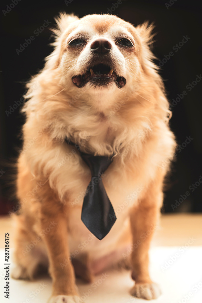 可爱的棕色吉娃娃狗系领带，黑色背景书呆子狗