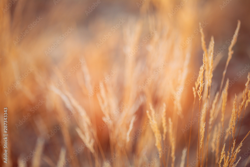 模糊的Bokeh背景，秋天的干草。阳光色的Boke-Bokeh草