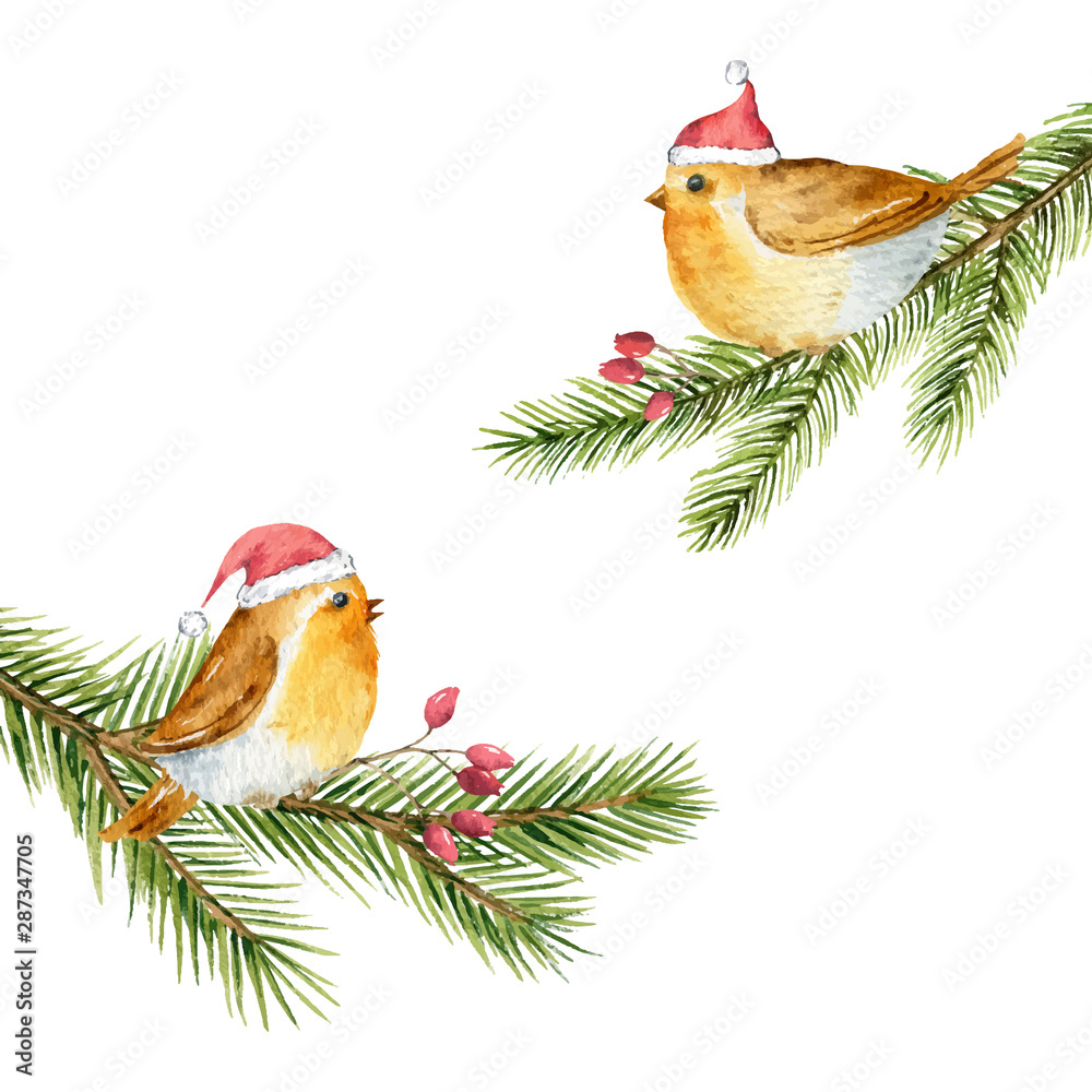 矢量水彩圣诞卡，绿色云杉树枝上有鸟。