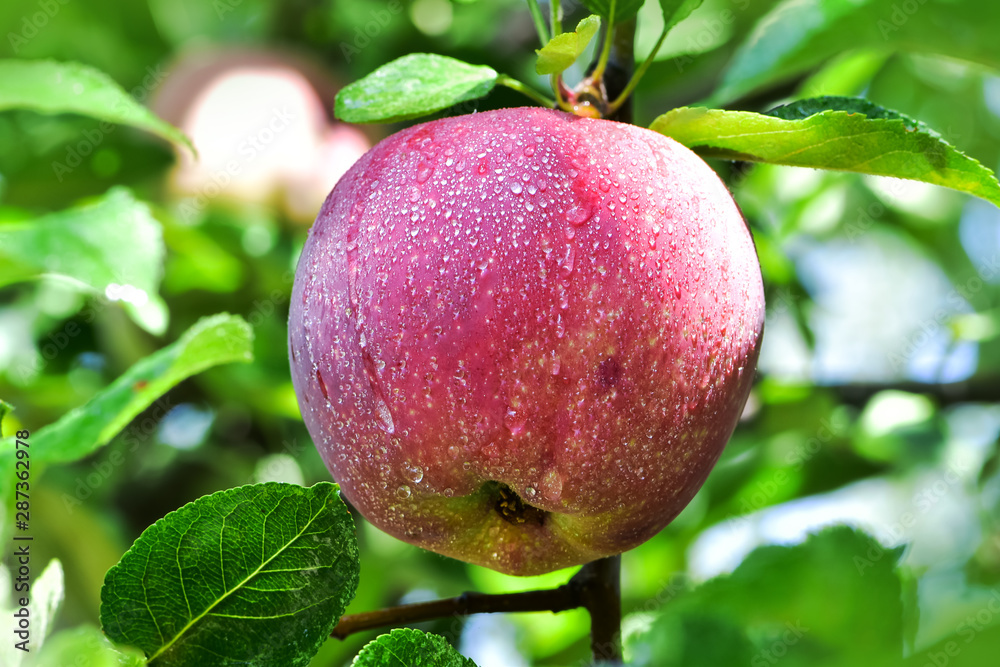 收获苹果，在家庭花园里种苹果树。