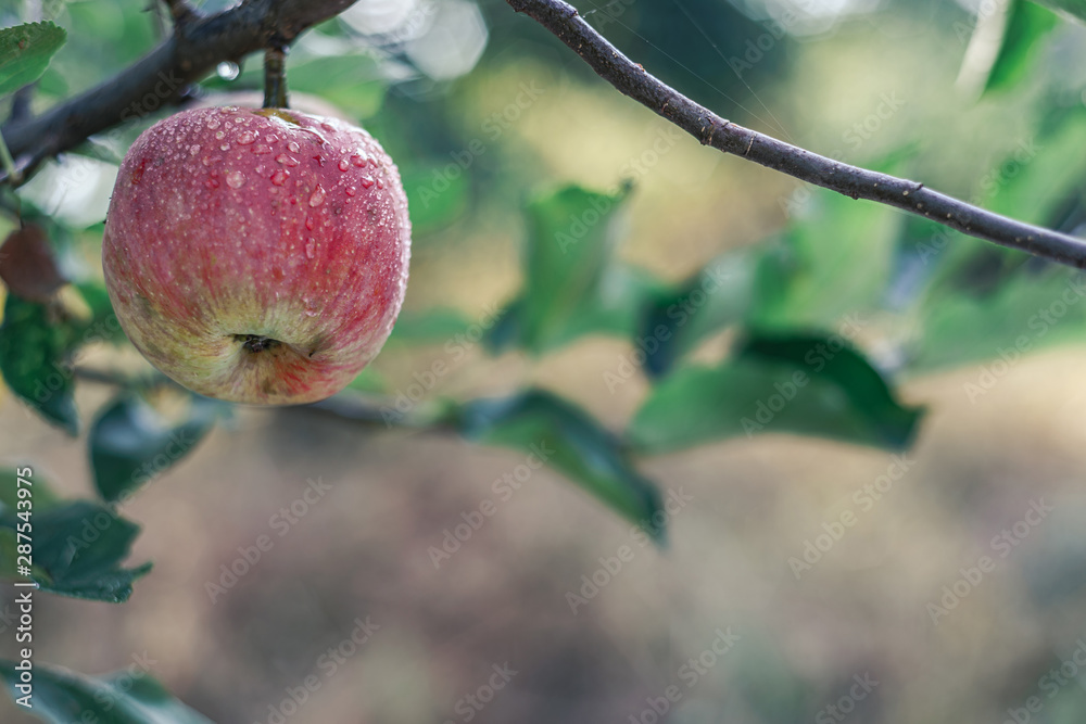 近距离观察，树上生长着美丽的新鲜小苹果。