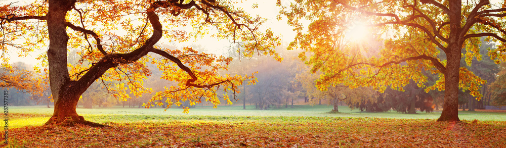 阳光明媚的秋天公园里的树