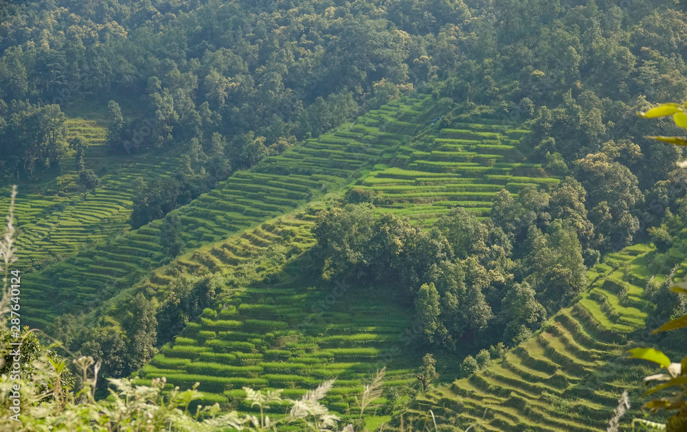 特写：尼泊尔乡村陡峭山丘上的水稻梯田