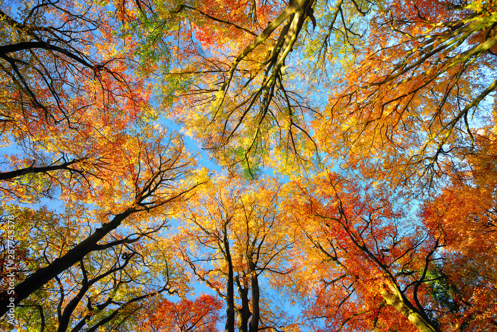 缤纷的树冠和秋天的蓝天