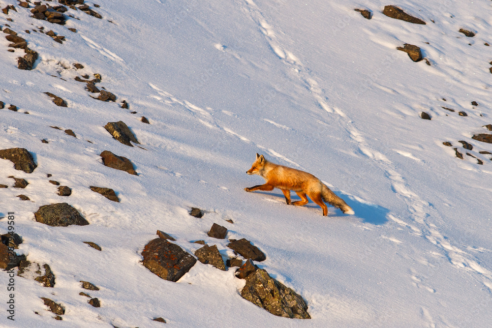 红狐（秃鹫）。红狐爬上雪石山坡。北极野生动物。自然