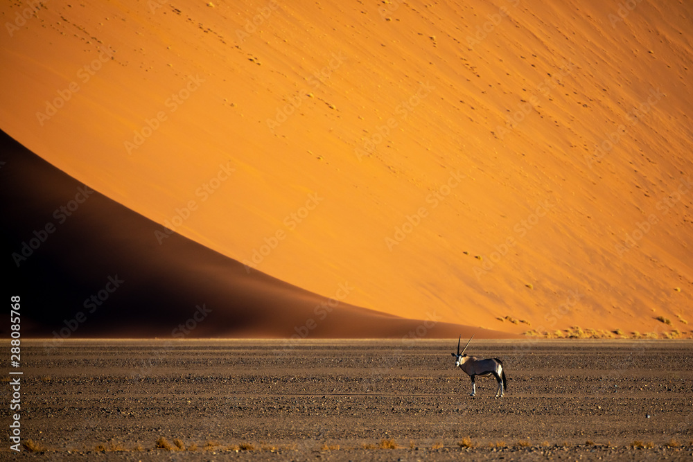 Single oryx standing next to a massive sand dune at sunset. Sossusvlei, Namibia.