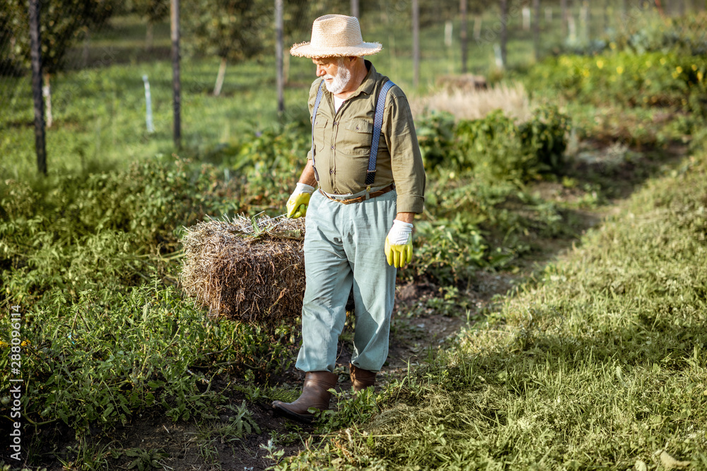 阳光明媚的户外，一名老人在有机菜园里搬运干草。gro的概念