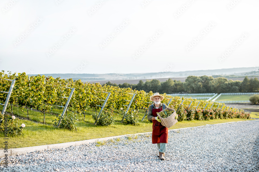 资深衣冠楚楚的酿酒师提着装满新鲜采摘的葡萄酒葡萄的篮子行走，风景v