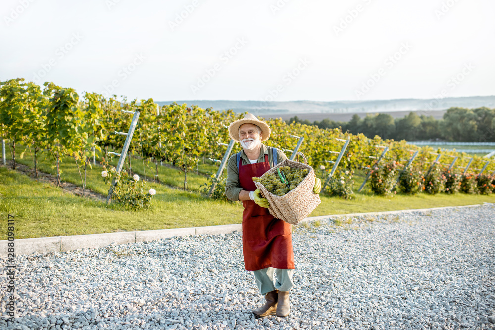 穿着考究的高级酿酒师提着装满新鲜采摘葡萄的篮子走着，正在收割