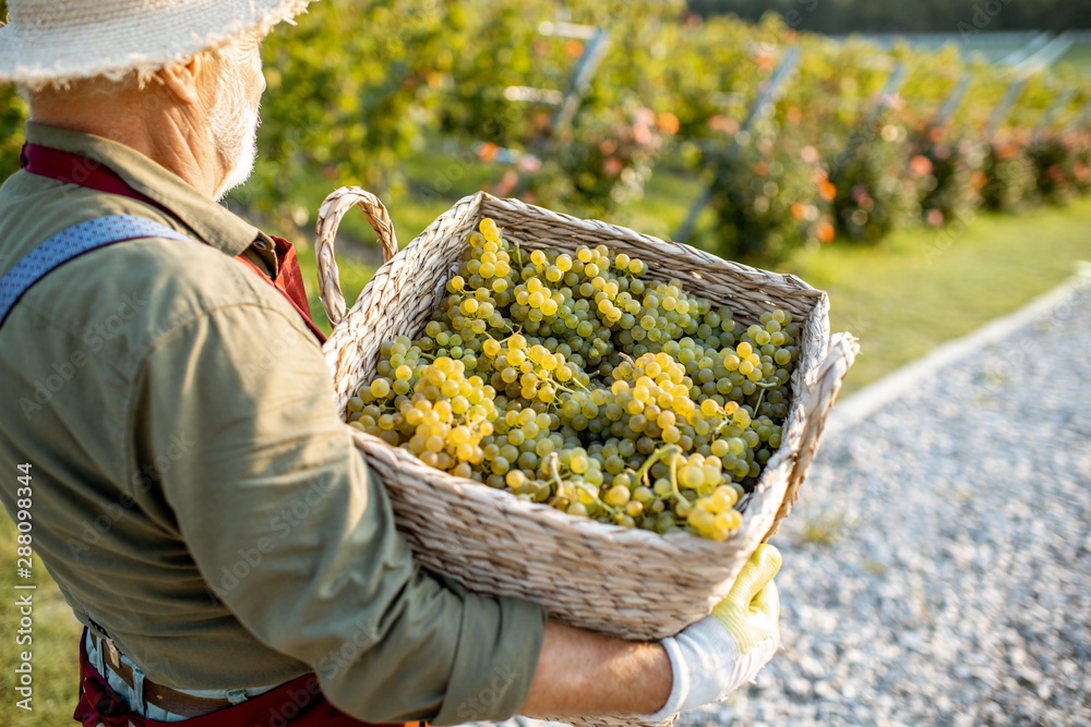 一位穿着考究的高级酿酒师的肖像，篮子里装满了新鲜采摘的葡萄，哈维