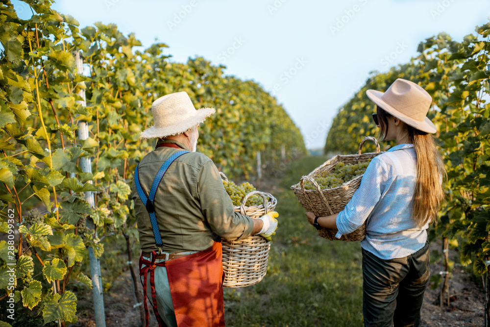 葡萄园里，一位年长的男子和一位年轻的女子提着装满新鲜采摘葡萄的篮子，