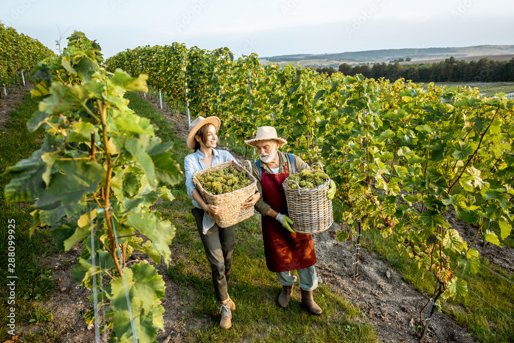 一位老年男子和一位年轻女子提着装满刚采摘的葡萄的篮子走在葡萄酒上
