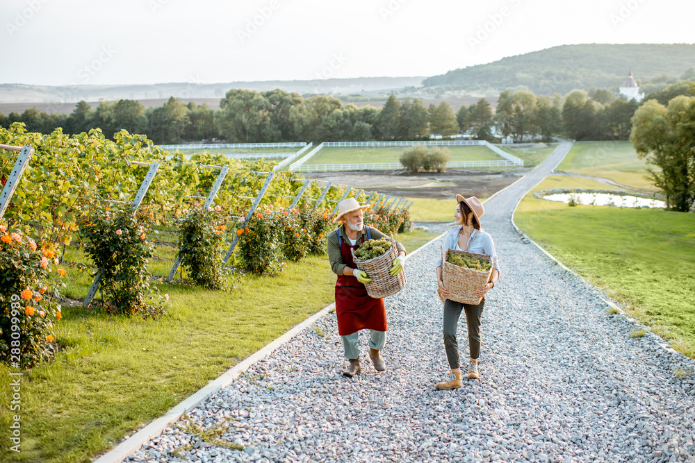 葡萄园里，一个年长的男人和一个年轻的女人提着装满新鲜采摘的葡萄的篮子，