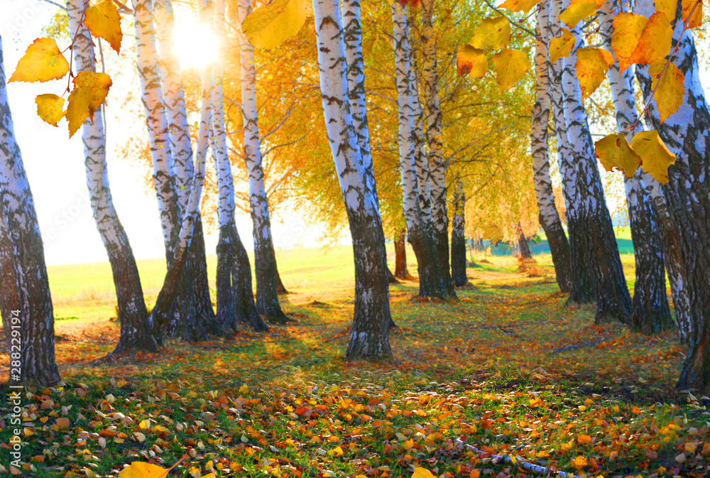 秋天的桦树。树木、绿草和阳光的美丽景观。秋天五颜六色的树叶