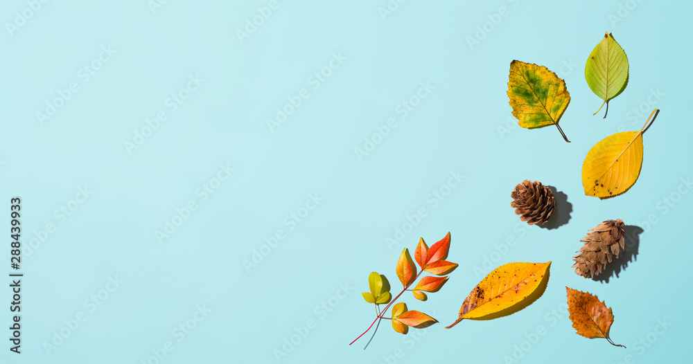 Autumn leaves from above - overhead view flat lay