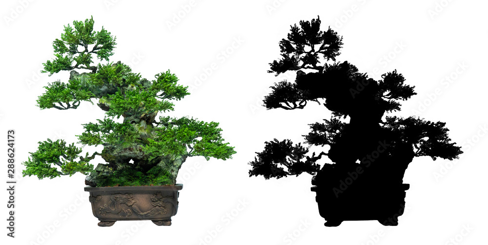 日本盆景树，白色背景，黑色盆景剪影。用作标志。装饰