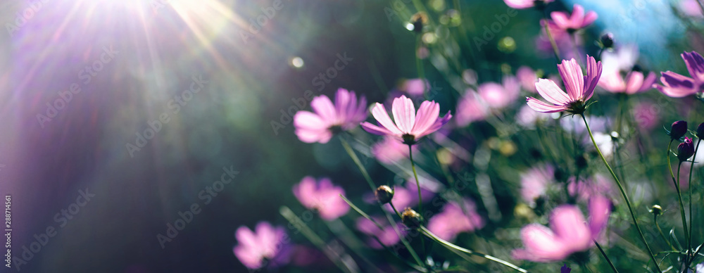 草地上的野生紫色波斯菊在深绿色背景下的自然宏观阳光下绽放