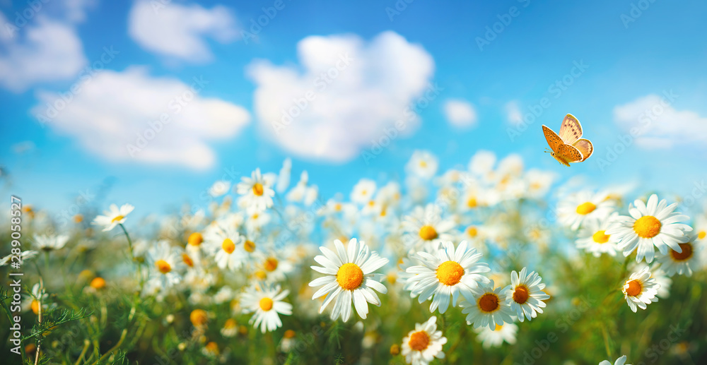 夏春季草地上的花朵雏菊，背景是蓝天白云，飞行着橙色，但