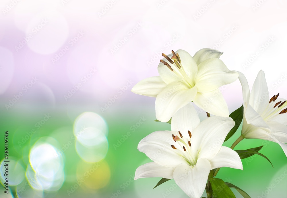 白色鲜百合花背景