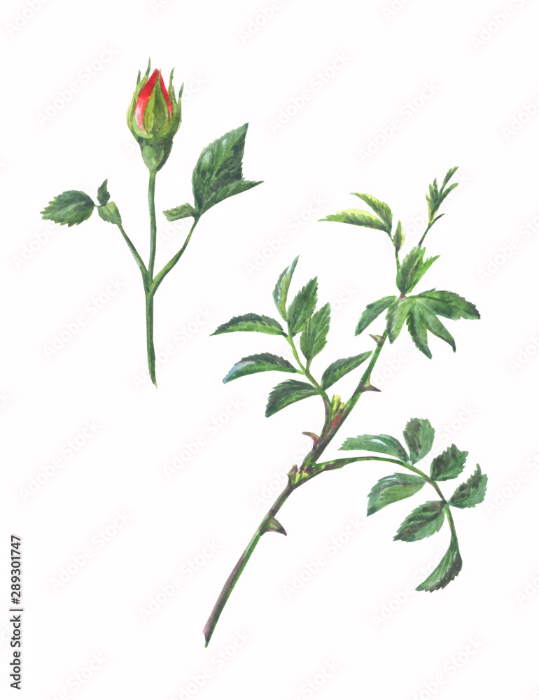 Set of twig red rose with buds and leaves isolated on a white background.