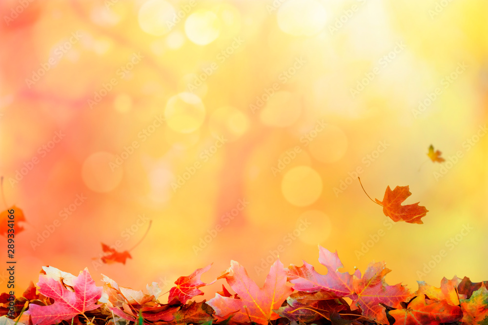 金秋落日背景，落叶，秋季复制空间