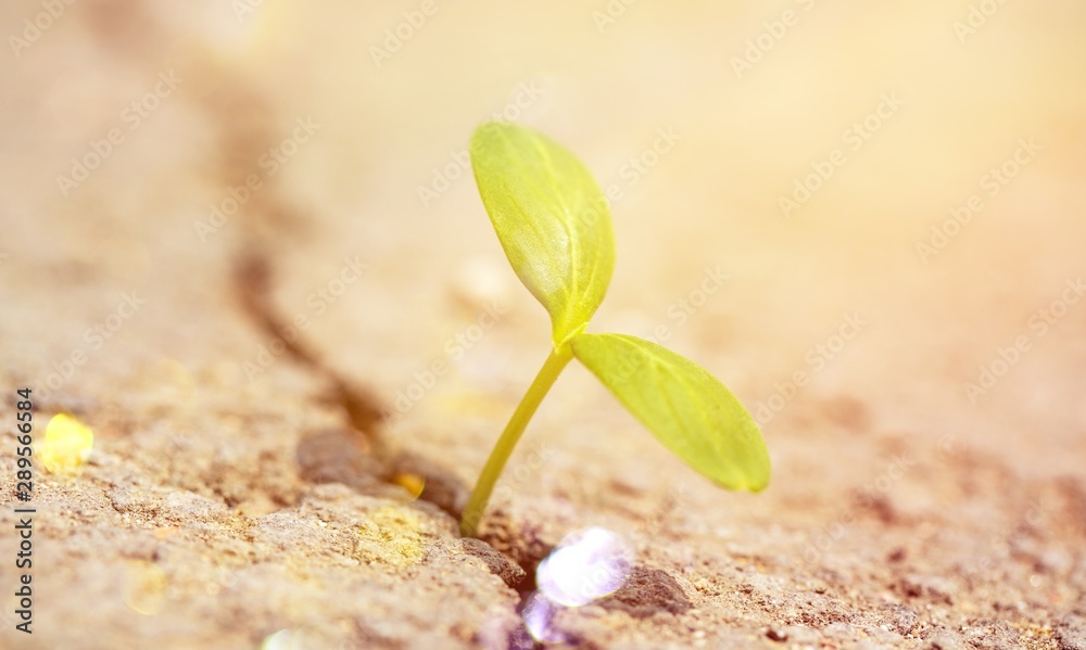 Green plant in soil, close-up view