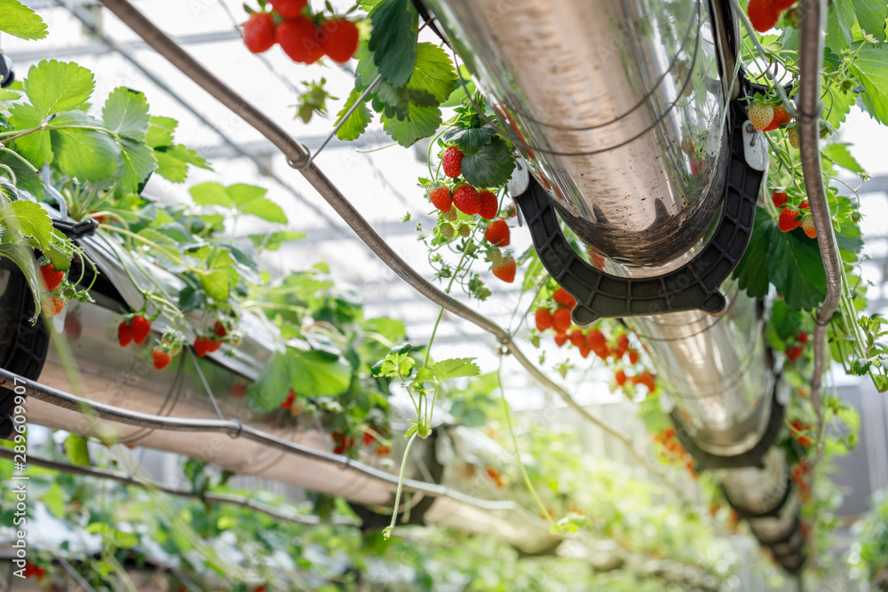 Organic hydroponic Strawberry in The Modern Big Greenhouse