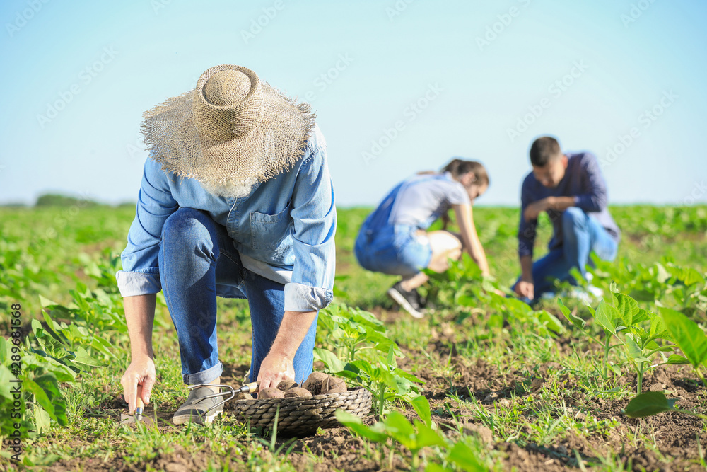 资深男性农民在田里收割