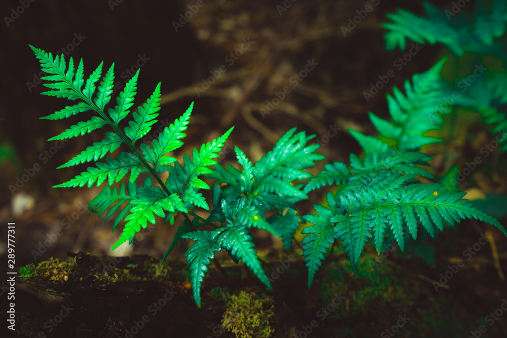 澳大利亚塔斯马尼亚热带雨林丛林中的野生蕨类植物。自然特写背景。