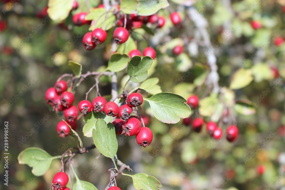 秋天山楂树枝上有鲜红色的浆果和绿色的叶子。健康。