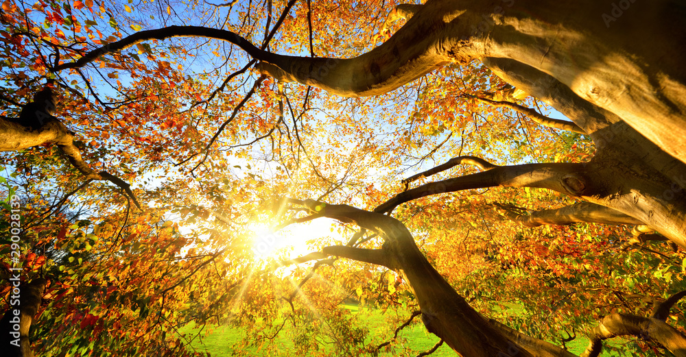 透过一棵大树看秋天的阳光
