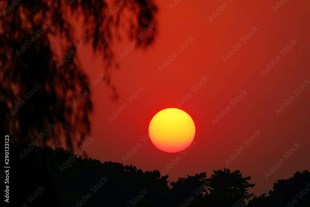 特写：树枝在焦橙色的夜空中伸展的风景镜头。